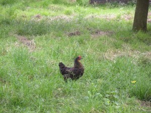 chicken