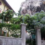 grapes