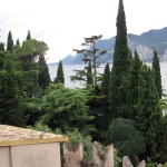trees